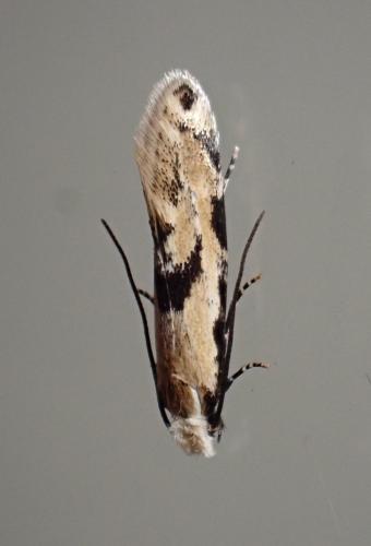Karsholtia marianii